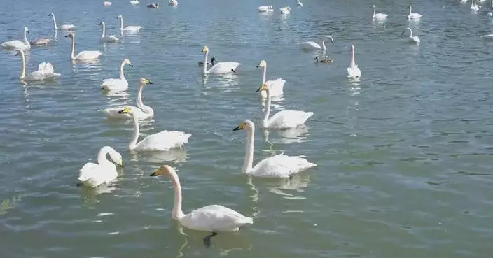 Large flock of wild swans arrive in Xinjiang's Korla for wintering