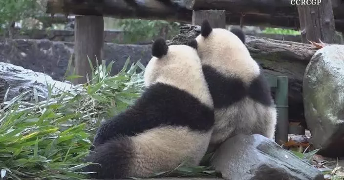 Adorable footage shows giant pandas at play in Chengdu