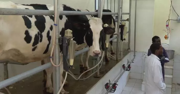 Dairy farmers despair as drought in Kenya deepens fresh milk shortages