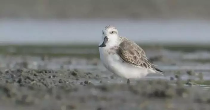 Rare spoon-billed sandpipers return to Hainan wetland for 8th straight winter