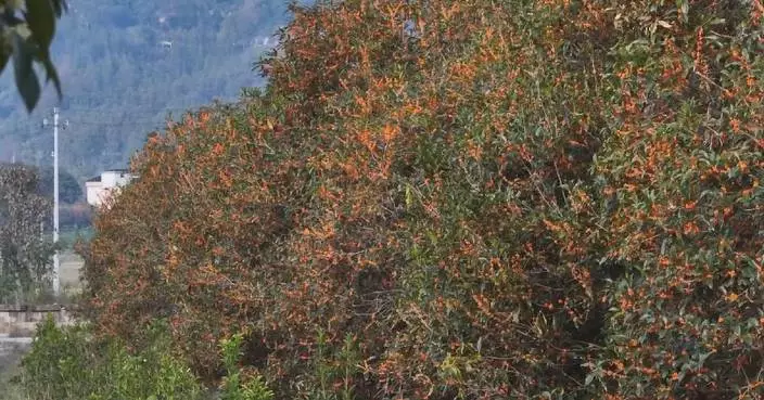 Osmanthus blooms in Pucheng, fueling tourism, economy
