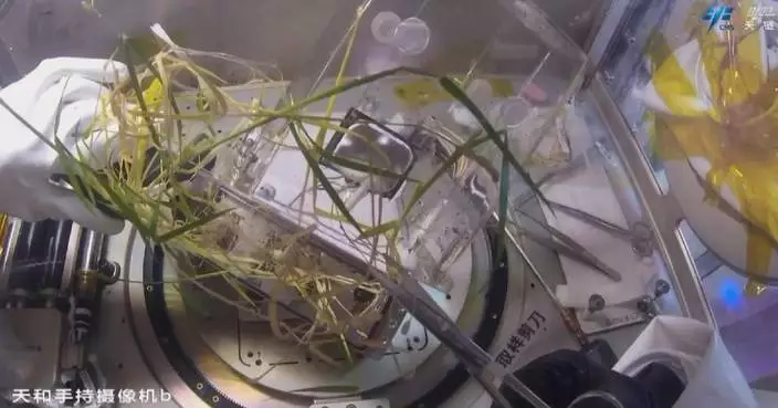 China's space crew makes new progress in multi-generational rice cultivation in orbit