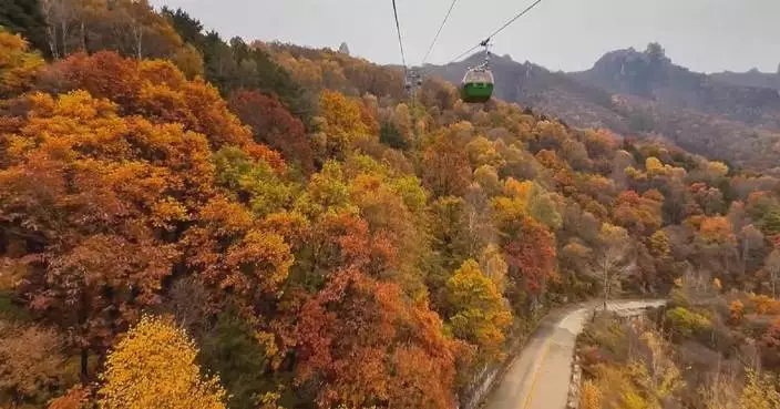 Red leaves reach peak viewing season at north China's Baishi Mountain