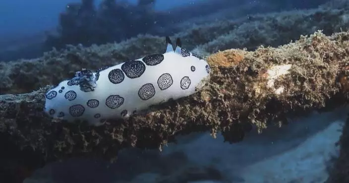Flourishing coral reefs bring rare marine species back to Hainan's Wuzhizhou Island