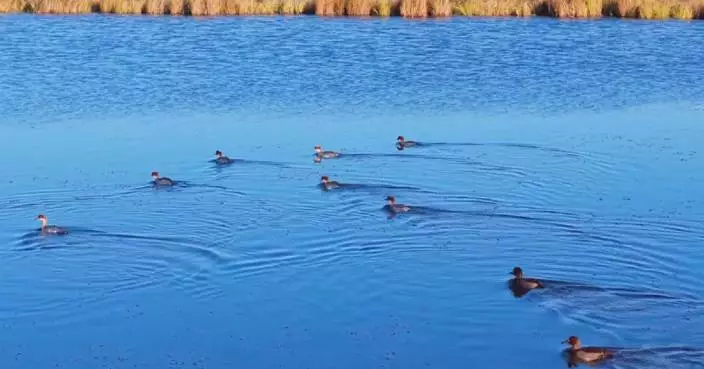 Rare migratory birds make stopover at north China wetland park