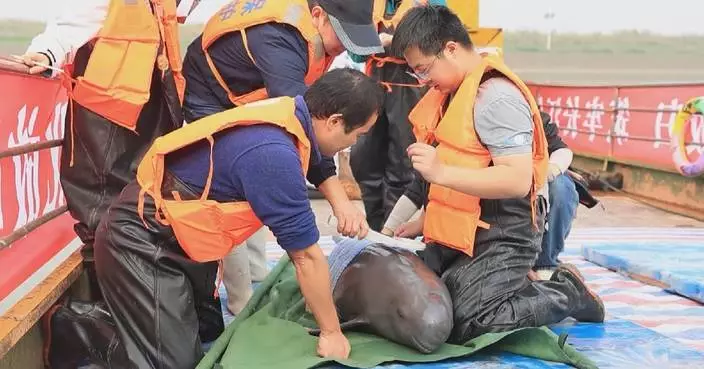 China releases two finless porpoises into Yangtze River in pilot rewilding effort