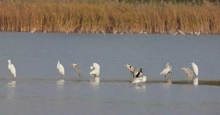 Wetland in Tianjin welcomes large flocks of migratory birds