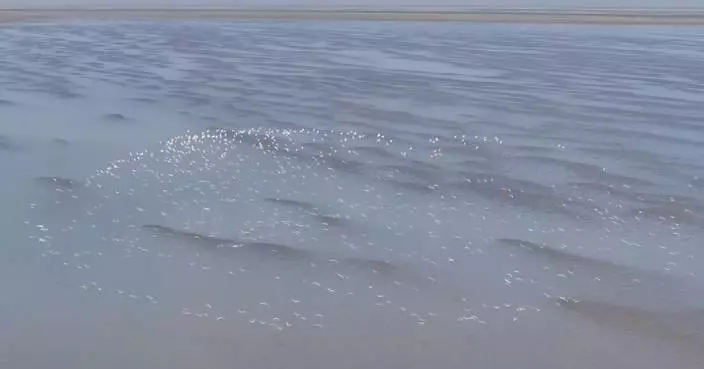 Wintering migratory birds arrive at Poyang Lake in Jiangxi