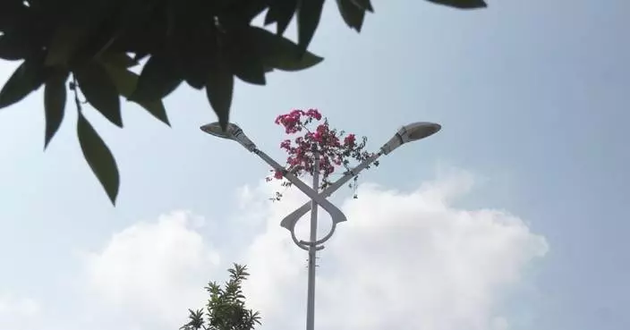 Bougainvillea climbing street lampposts in Hainan goes viral online