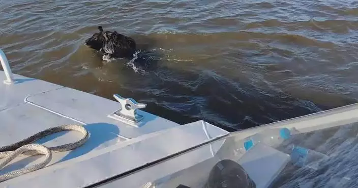 Chinese police issue safety alert as black bear swims across China-Russia border river
