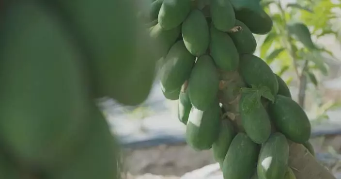 Tropical fruits thrive in desert environment in Xinjiang