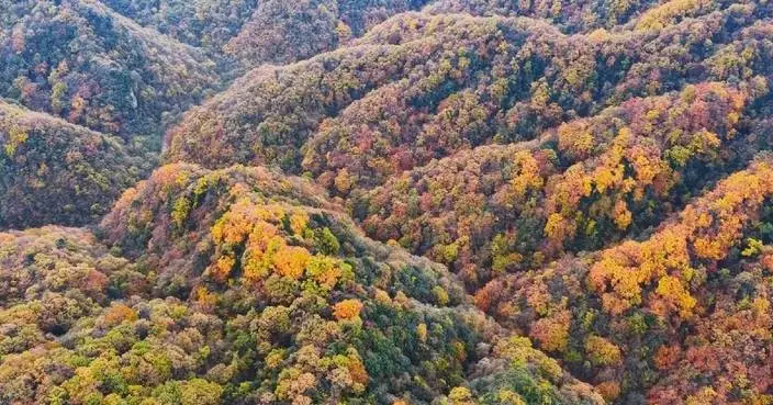 Red leaves bring crowds to scenic mountains in southwest China's Sichuan