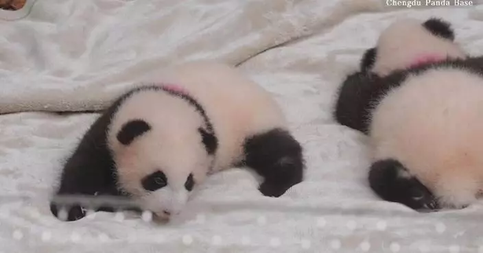 Newborn giant pandas crawl around, soak up sun at Chengdu breeding base