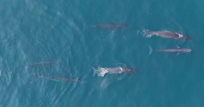 Rare footage captures six Bryde's whales feeding together off Guangxi coast