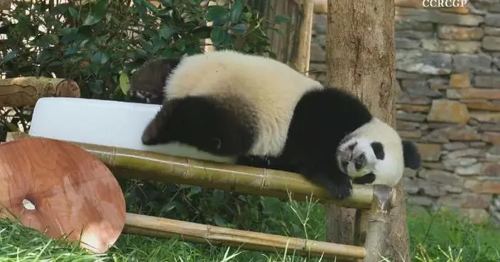 Stress-free panda seen enjoying rest, relaxation on bamboo bed