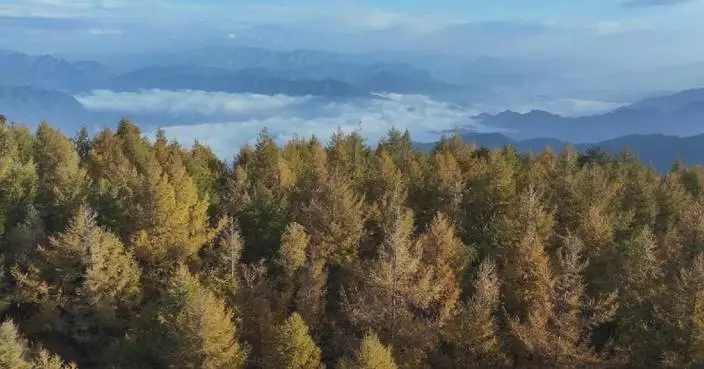 Beijing unveils new autumn-themed routes, forest trails