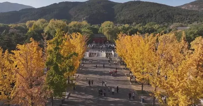 500-year-old pair of Ginkgo trees offer enchanting autumn glow in north China