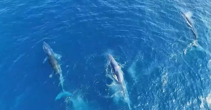 China's Blue Bay Restoration Initiative named UN World Restoration Flagship