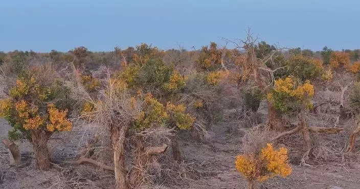 Water diversion helps revive dying desert poplar forest in Xinjiang