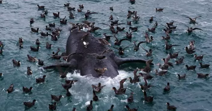 Scientists search for answers as baby whales wash up dead in Argentina