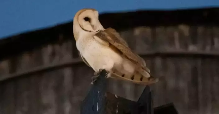 A rare family of barn owls moved into Manhattan's Upper West Side. New Yorkers are captivated