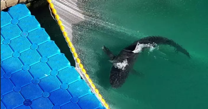 Dusky shark that became a tourist draw while trapped in a South Korean canal finally swims free
