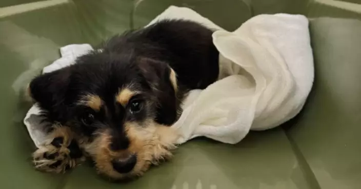Hong Kong Customs Seizes Illegally Imported Live Dog Worth About $15,000 at Lok Ma Chau Spur Line Control Point