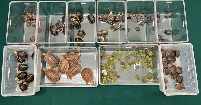 Hong Kong Customs Seizes 164 Live Turtles, Some Endangered, Worth $320,000 at Control Point.
