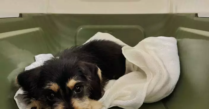 Hong Kong Customs Seizes Illegal Live Dog Worth $15,000 at Border Control Point