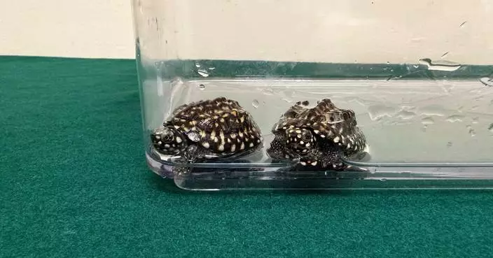 Hong Kong Customs Seizes Two Endangered Turtles Worth $3,000 at Control Point