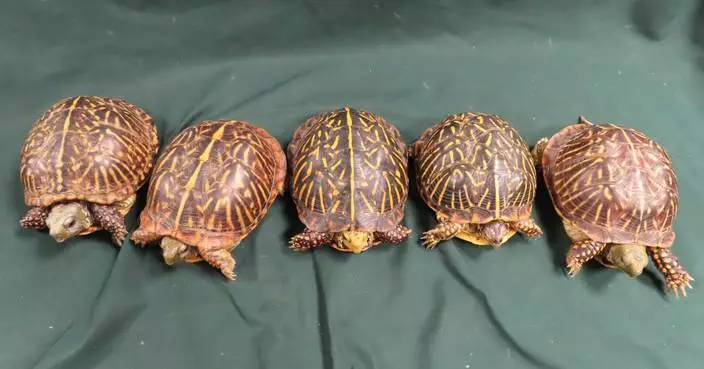 Hong Kong Customs Seizes Eight Suspected Endangered Turtles Worth About $54,000 at Airport