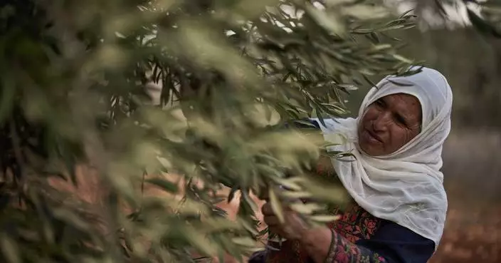 Photos show a Palestinian woman’s olive harvest interrupted by approaching Israeli settlers