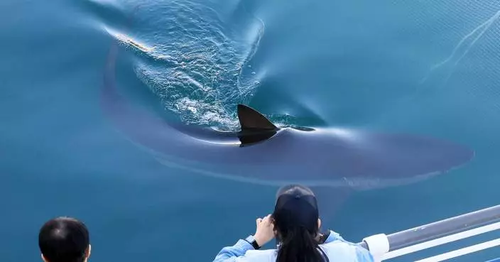 A city in South Korea seeks new ways to free a huge gray shark after it slips back into canal