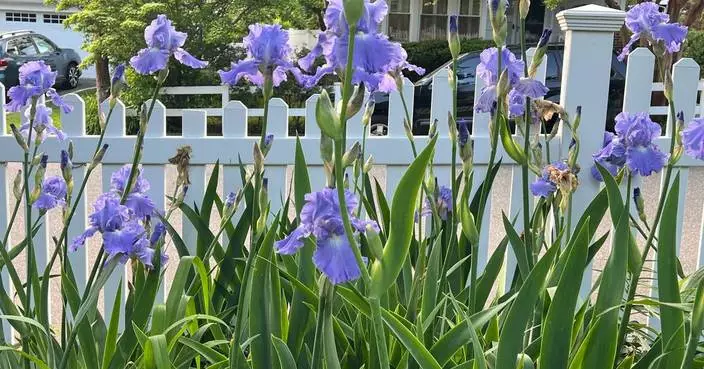 A fall planting guide for long-lived perennials like peonies, iris and false indigo