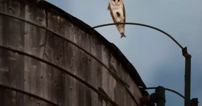 A rare family of barn owls moved into Manhattan's Upper West Side. New Yorkers are captivated