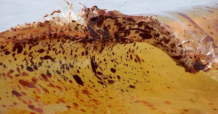Marine life dramatically declined in Gulf of Mexico in years after BP oil spill, study finds