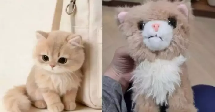 Cute Cat Plush Turns into “Stray Look”, Online Shopping Victims Fume: AI Is to Blame