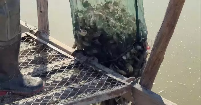 Juungar Banner: Building a "Reserve of Seed Crabs" on Saline-Alkali Flats