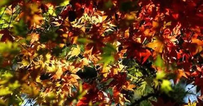 受保護的文章：秋葉紅或黃 生物過程大不同
