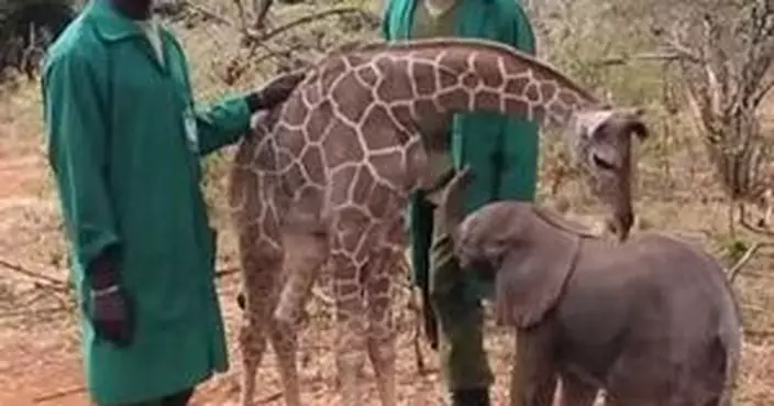受保護的文章：長頸鹿BB同象寶寶做好朋友