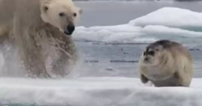 瘦弱北極熊獵捕小海豹