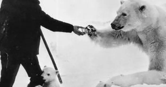 那些年 戰鬥民族餵野生北極熊食煉奶