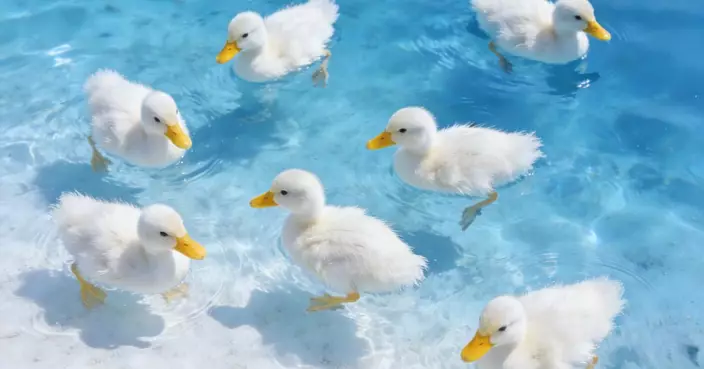 一隻鴨的經濟學：廿幾蚊一隻，酒樓還有得賺嗎？