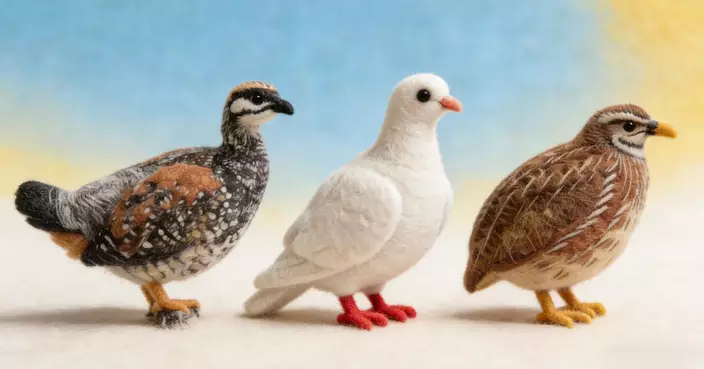 鵪鶉最初唔鵪鶉 ! 鷓鴣、乳鴿都要行埋一邊!