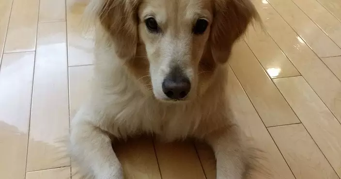 咬人的金毛尋回犬