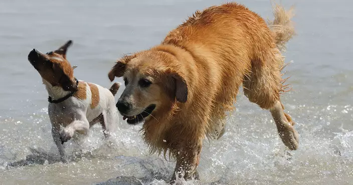 狗狗拉(搶)繩問題