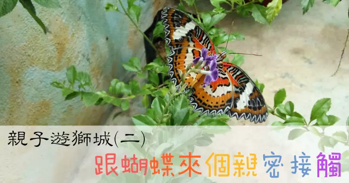 受保護的文章：【親子遊獅城︰二】跟蝴蝶來個親密接觸