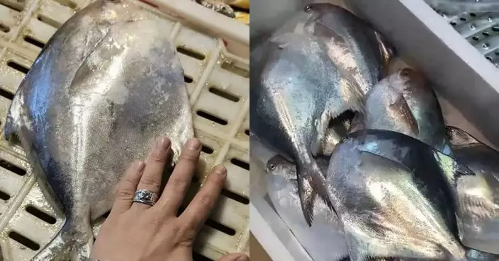 浙江䱽魚歲晚被炒至2000元1公斤 民呻：吃了能上天？
