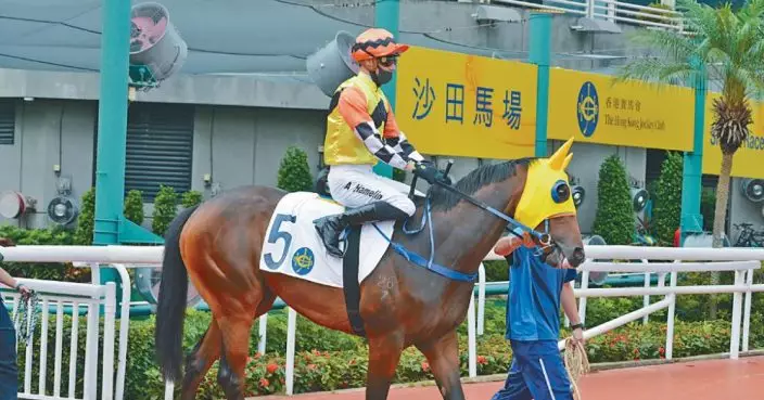 伊仁絮語——安田之寶五班泥料