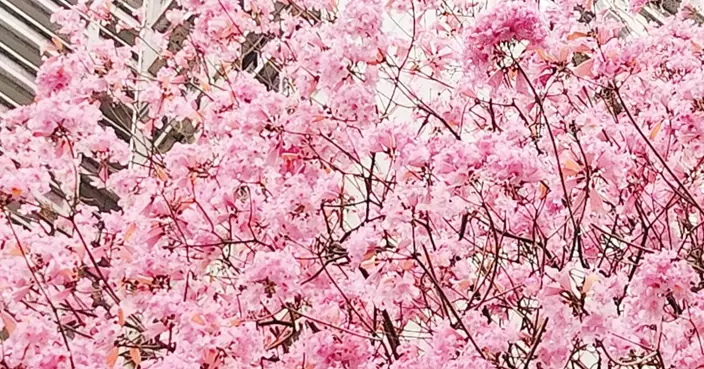 葵芳紅花風鈴木超茂盛！罕有粉紅花瓣遍地構獨特打卡風景　附花期/前往方法